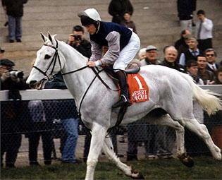 Desert Orchid